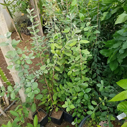 4 Yaş Feioja Kaymak Ağacı Fidanı, Torbada