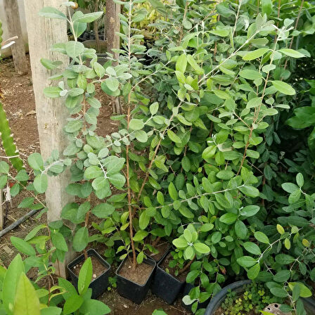 4 Yaş Feioja Kaymak Ağacı Fidanı, Torbada