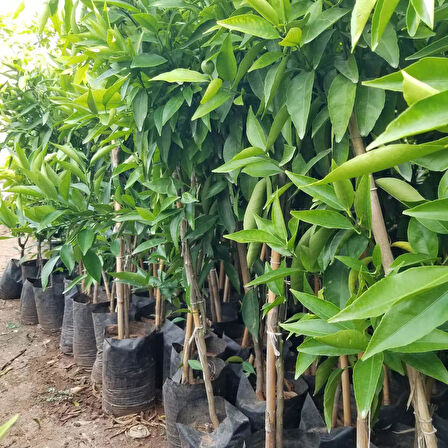3 Yaş Aşılı Mandalina Fidanı, Torbada