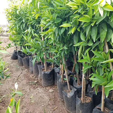 3 Yaş Aşılı Mandalina Fidanı, Torbada