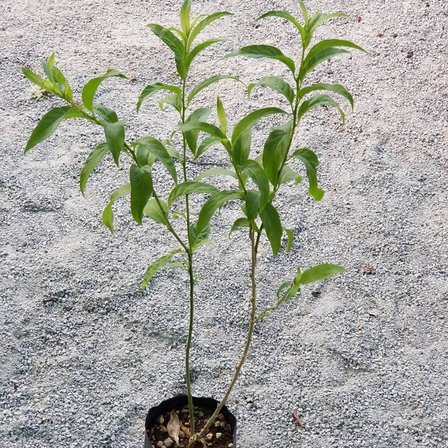 Gece Sefası Limon Çiçeği Melisa, Saksıda