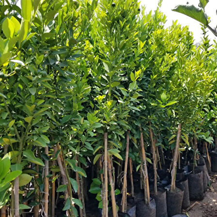 4 Yaş Aşılı Calamondin Süs Mandalinası Fidanı, Torbada
