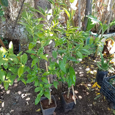 3 Yaş Aşılı LimonKamkat Fidanı, Torbada