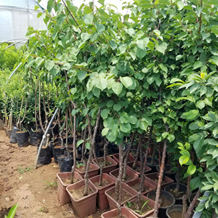 4 Yaş Aşılı Al Kaysı Fidanı, Saksıda