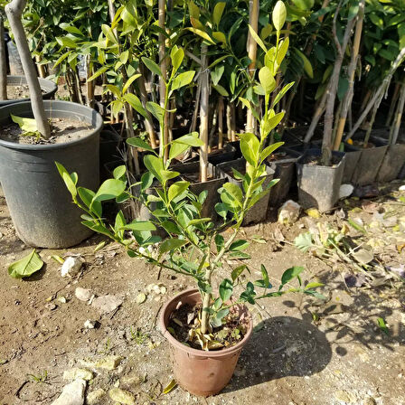 Ultra Bodur Süs Limonu Misket Lime, Saksıda ve Meyve Verir Yaşta)