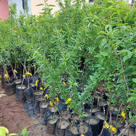 3 Yaş Aşılı Teksas Texas Badem Fidanı, Torbalı