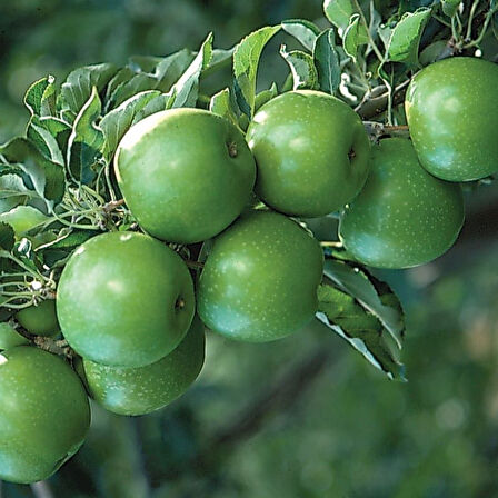 5 Yaş, Aşılı Elma Fidanı GRANNY SMITH, Torbada