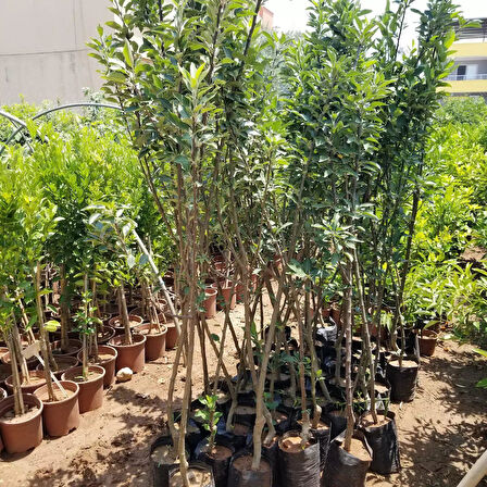 5 Yaş, Aşılı Elma Fidanı MONDİAL GALA, Torbada