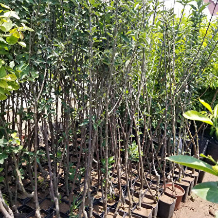 5 Yaş, Aşılı Elma Fidanı PINK LADY, Torbada