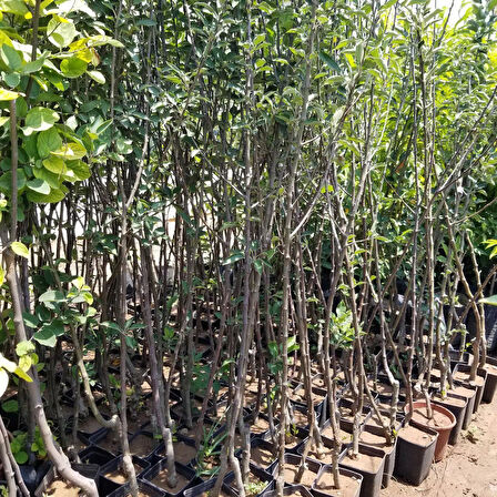 5 Yaş, Aşılı Elma Fidanı SCARLET SPUR, Torbada