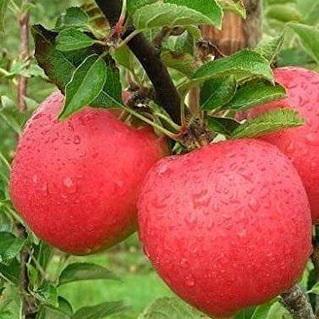 6 Yaş Aşılı Mondial Gala Elma Fidanı , Saksıda 