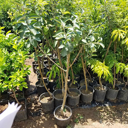 6 Yaş Aşılı Mondial Gala Elma Fidanı , Saksıda 