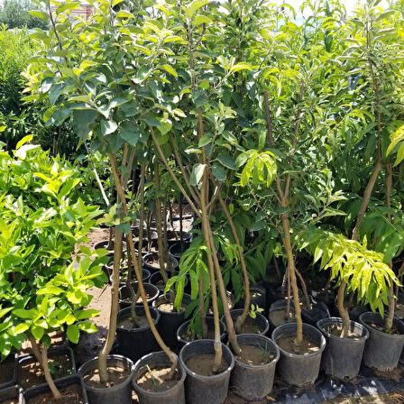 6 Yaş Aşılı Granyy Smith Elma Fidanı , Saksıda 