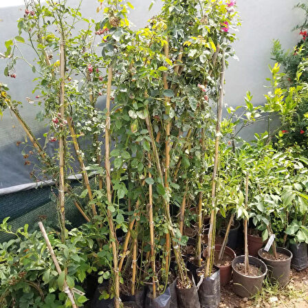 Tüplü Yediveren Osiria Kırmızı Beyaz Renkli Türk Gülü Fidanı (80-120 cm)