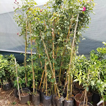 Tüplü Yediveren Aşılı Laguna Koyu Pembe Sarmaşık Gül Fidanı