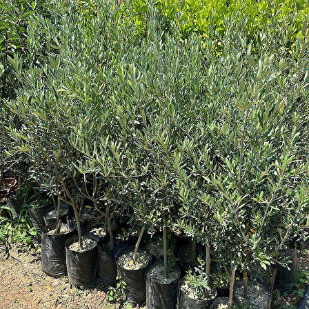 5 Adet Büyük Boy Gemlik Zeytin Fidanı+100 Cm