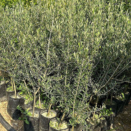 5 Adet Büyük Boy Gemlik Zeytin Fidanı+100 Cm