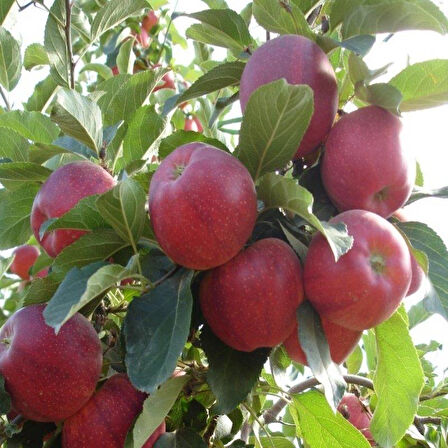 6 Adet Farklı Cins Elma Fidanı +100 Cm