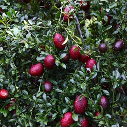 Nadir Tüplü Red (Kırmızı) Australian Blood Limon Fidanı 
