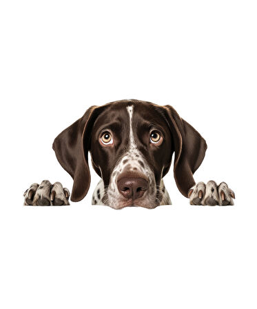 Kahverengi Beyaz Benekli Kısa Tüylü Pointer Köpek Duvar Sticker'ı