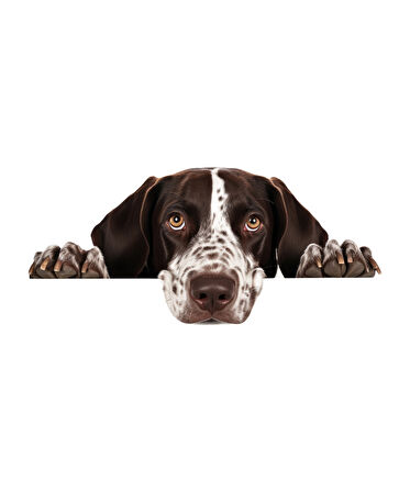 Kahverengi Beyaz Benekli Kısa Tüylü Pointer Köpek Duvar Sticker'ı