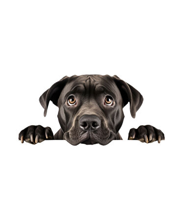 Siyah Cane Corso Köpek Duvar Sticker'ı