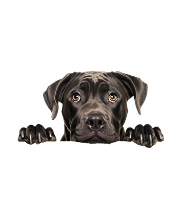 Siyah Cane Corso Köpek Duvar Sticker'ı