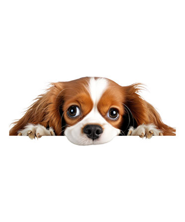 Kahverengi Beyaz Cavalier King Charles Spaniel Köpek Duvar Sticker'ı