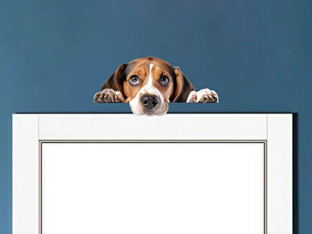Kahverengi Beyaz Beagle Köpek Duvar Sticker'ı