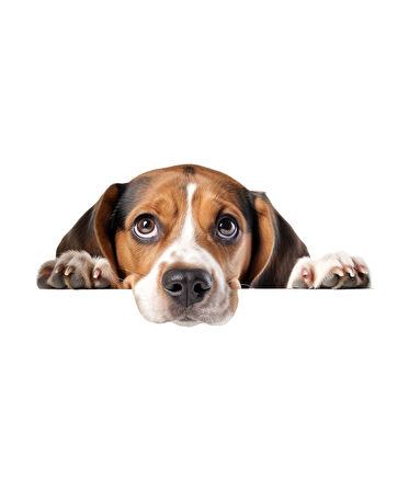 Kahverengi Beyaz Beagle Köpek Duvar Sticker'ı