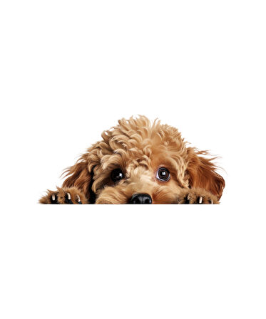 Minyatür Schnauzer Duvar Stickerı