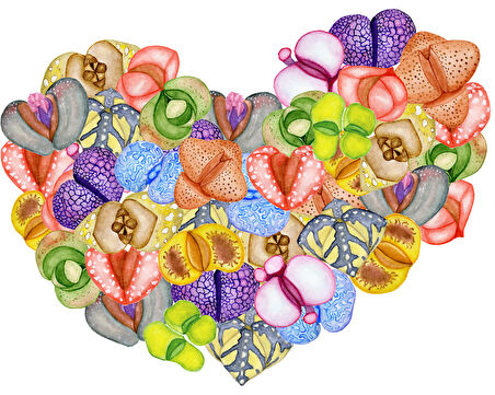 Çeşitli Canlı Sukulent Kalp