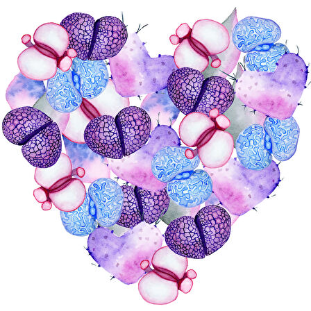 Mor ve Mavi Lithops Kalp