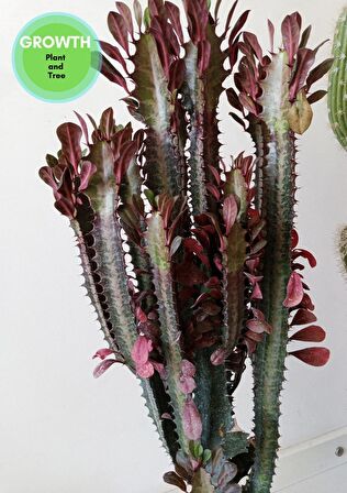 Euphorbia Red Royal