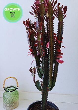 Euphorbia Red Royal