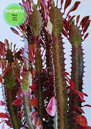 Euphorbia Red Royal