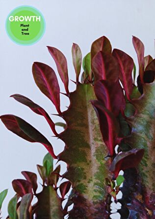 Euphorbia Red Royal