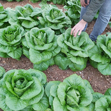 Geleneksel Ata Tohumları Soğuğa Dayanıklı Burkule Marul Tohumu(800 tohum)