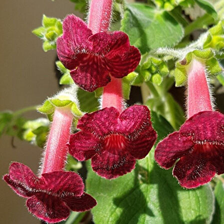 Koleksiyonluk Ni's Miilred Kohleria Çiçeği Fidesii (Mini Potta)