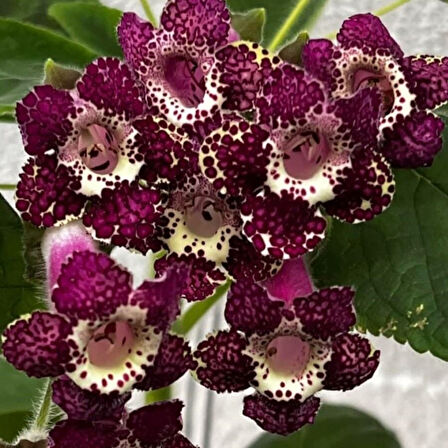 Rt's Blue Red  Kohleria  Japon Küpelisi Çiçeği Fidesi (Mini Potta)