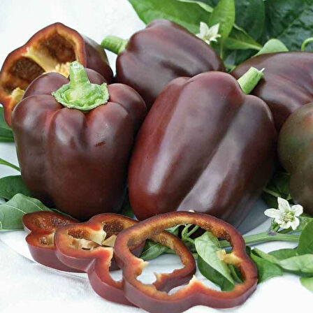 Kaliforniya Dolmalık Chocolate Tatlı Biber Tohumu  (10 tohum)