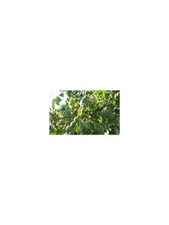 Şebin Ceviz Fidanı Aşılı ( Tüplü \ 40-60 Cm )