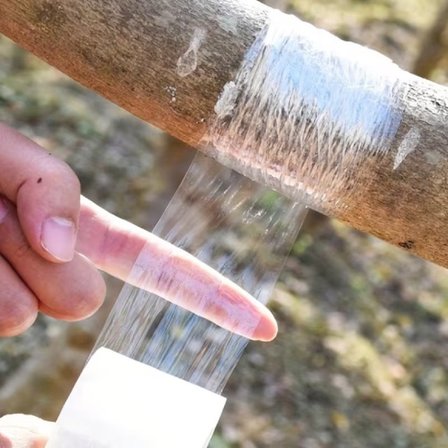 5 cm x 200 Metre Aşı Streçi - Profesyonel Fidan ve Ağaç Aşı Bandı