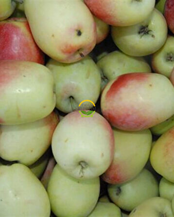 4 Yaş Aşılı Ferik (Ferek) Elma Fidanı