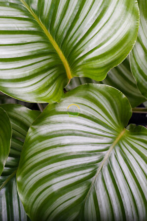 Calathea Orbifolia Bitkisi 'Dua Çiçeği'