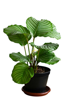 Calathea Orbifolia Bitkisi 'Dua Çiçeği'