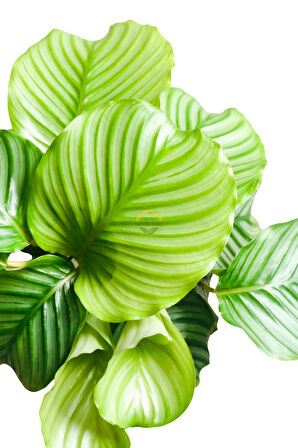 Calathea Orbifolia Bitkisi 'Dua Çiçeği'