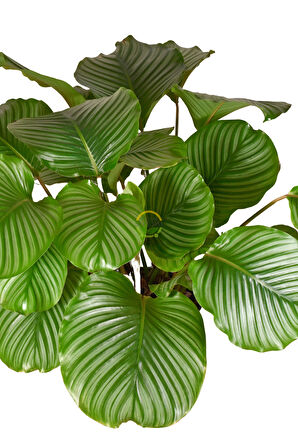 Calathea Orbifolia Bitkisi 'Dua Çiçeği'