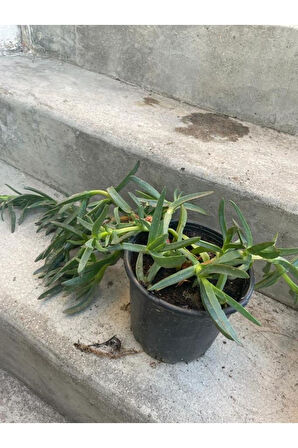 Kaz Ayağı Bitkisi  10-20 cm
