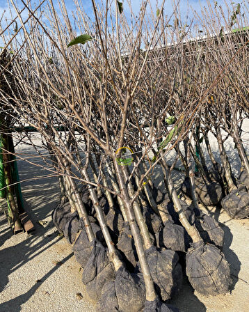 4 Yaş Aşılı Napolyon Kiraz Fidanı 'Rootball'